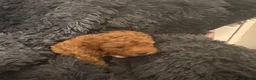 Cavapoochon dogs for sale: Therapy Puppies  - Advert 30