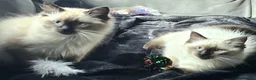 Ragdoll cats for sale: Due to timewasters 1 kitten available. . - Advert 5