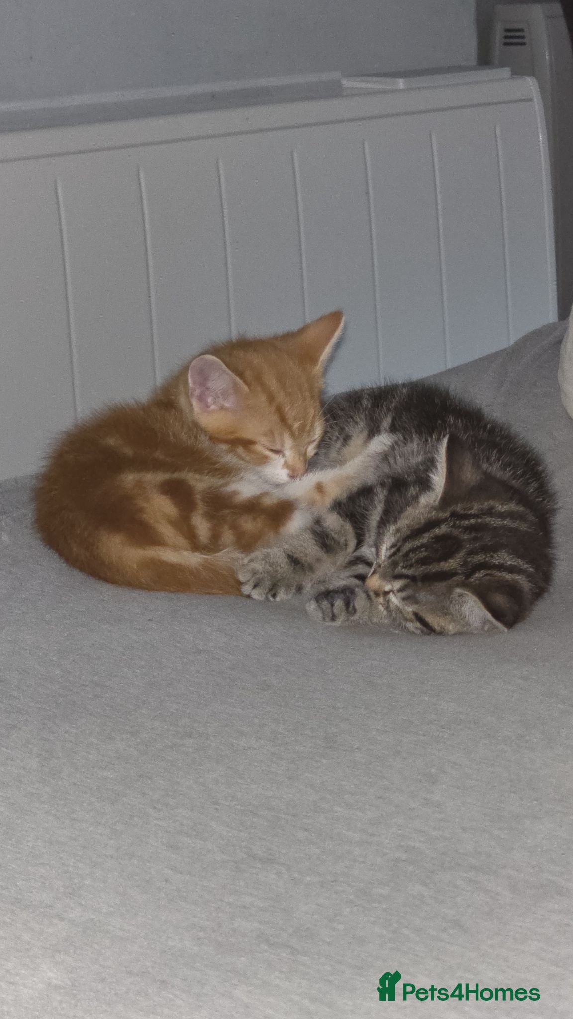 Mixed Breed cats 2 beautiful kitten will come with everything  - Advert 2