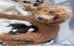 Mixed Breed dogs for sale: Beautiful Jackapoo pups - Image 6