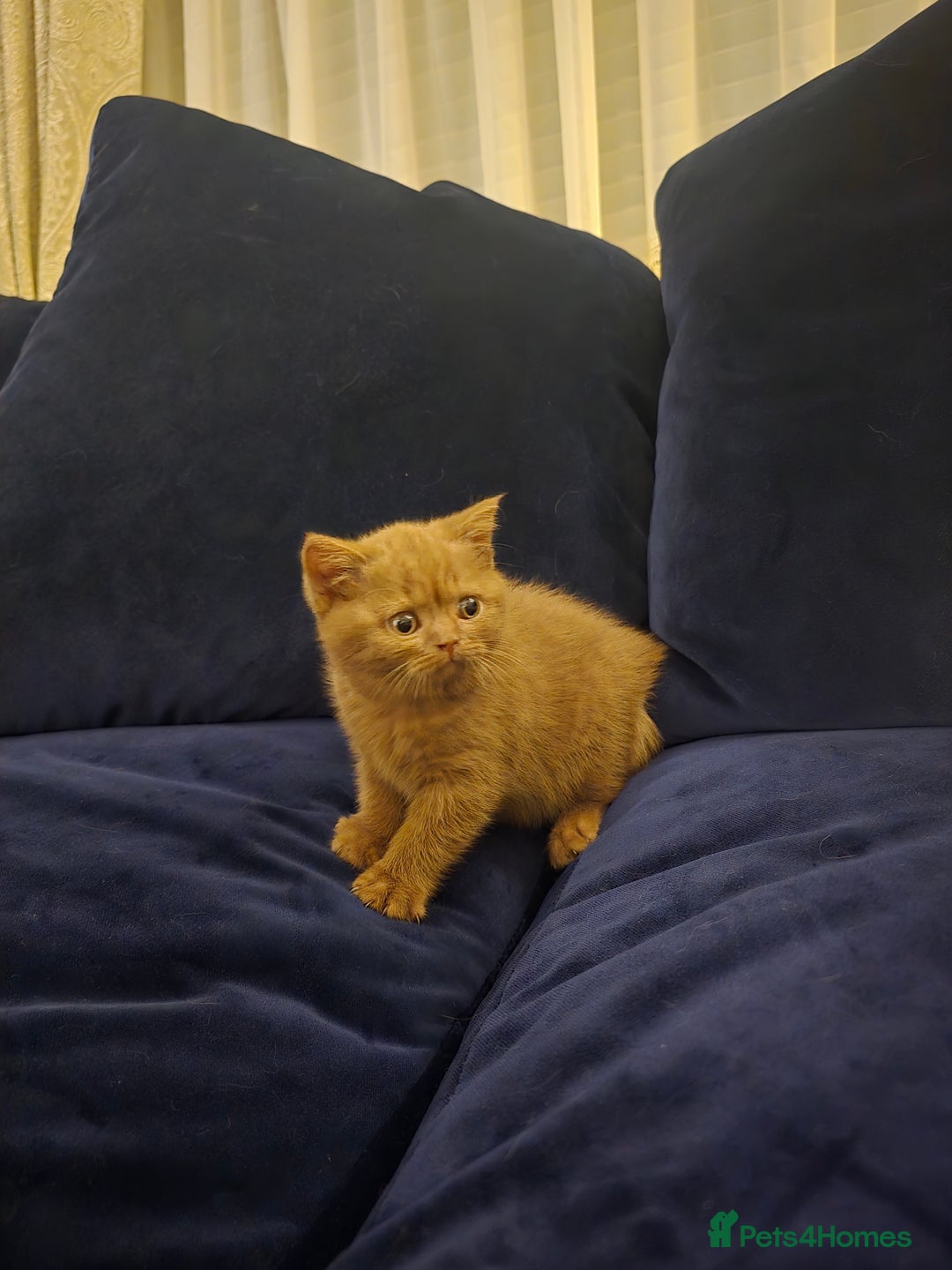 British Shorthair cats for sale: 🤎gccf redgistered British Shorthair Kittens🤎 - Image 4