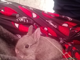 Netherland Dwarf rabbits Netherland dwarf rabbits - Advert 21