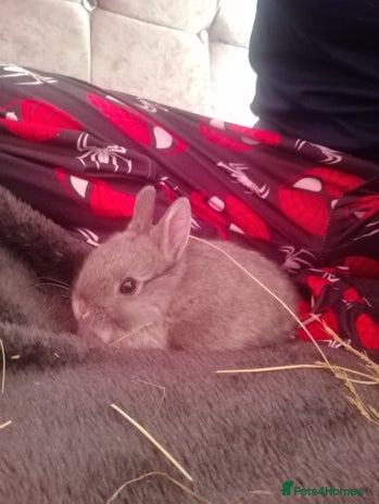 Netherland Dwarf rabbits Netherland dwarf rabbits - Advert 11