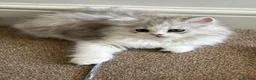 Persian cats for sale: Persian doll face & persian chinchilla  - Advert 4