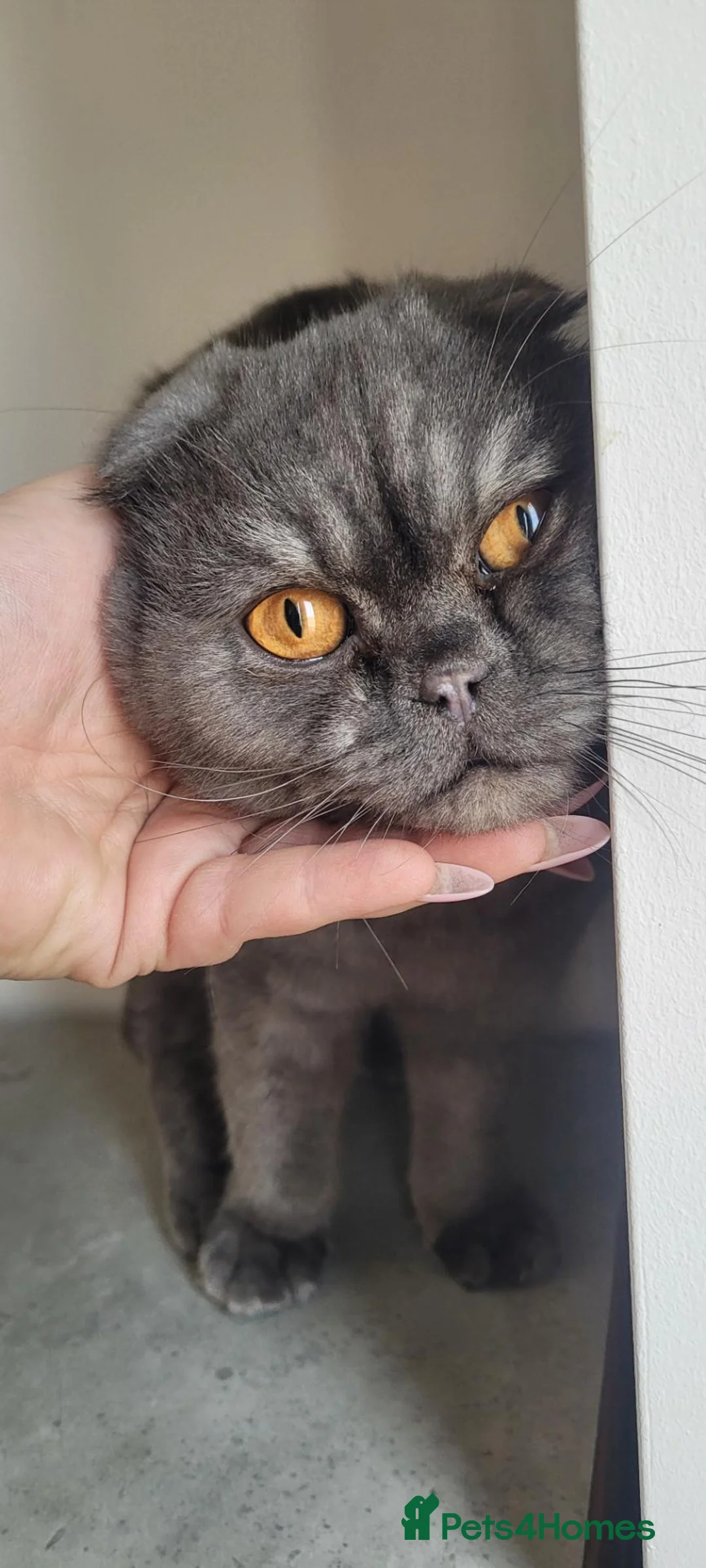 Scottish Fold cats for sale:  lovely Scottish Fold boy ❤️ - Advert 2