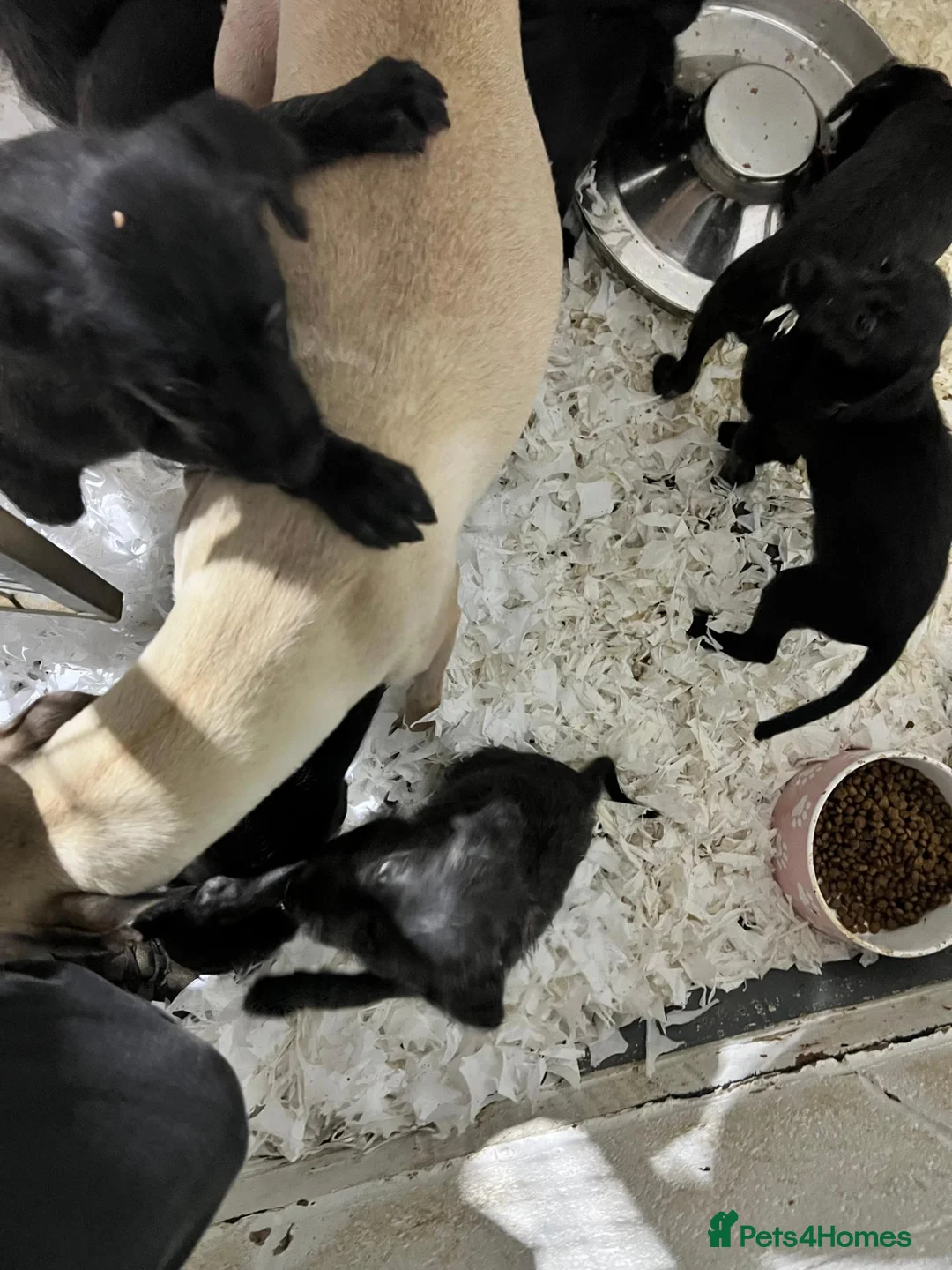 Bedlington Terrier dogs for sale: Top Quality F1 Bedlington x Whippet Puppies - Advert 6