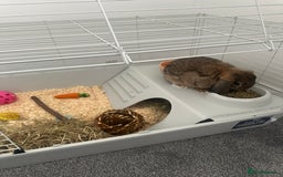 Mini Lop rabbits for sale: Mini lop rabbit - Image 3