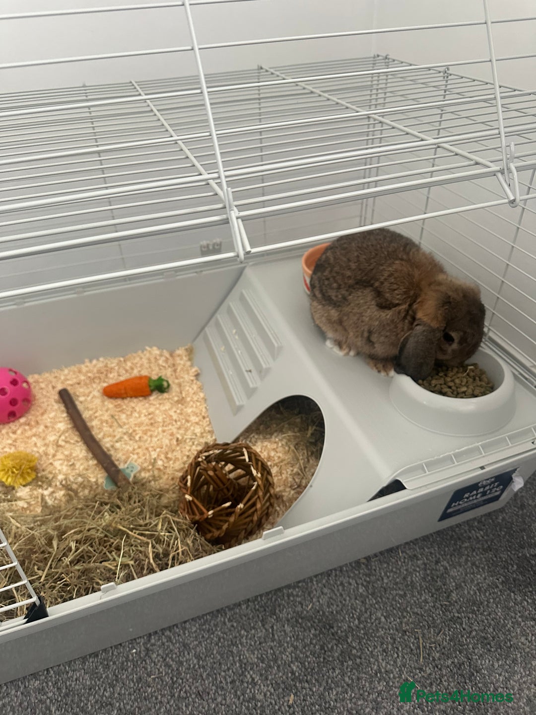 Mini Lop rabbits for sale: Mini lop rabbit - Image 3