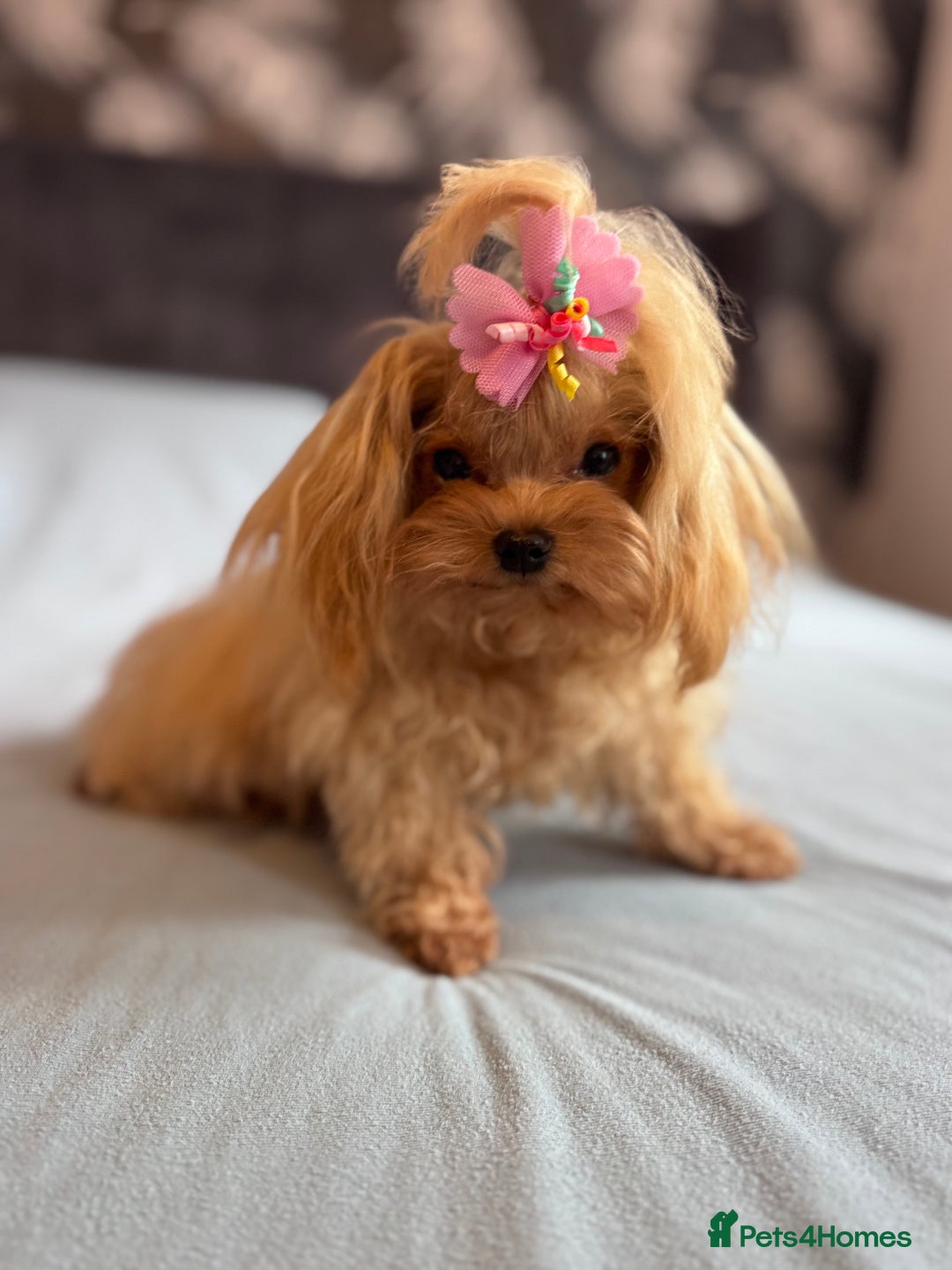 Maltipoo dogs for sale: Small Maltipoo female for sale - Advert 5