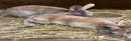 Rex rabbits for sale: mini rex, buck and doe - Advert 5