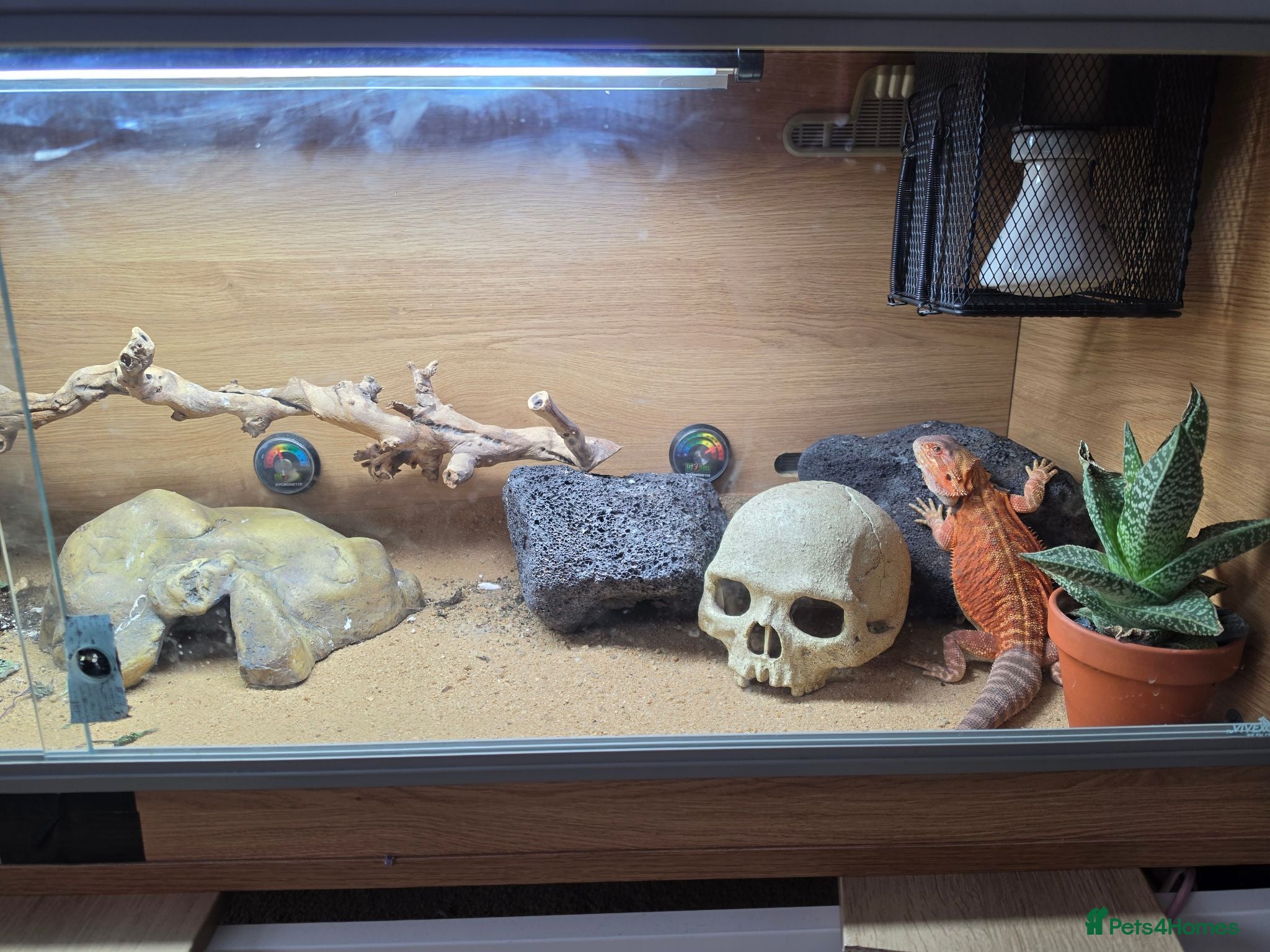Bearded Dragon reptiles Bearded Dragon  - Advert 2