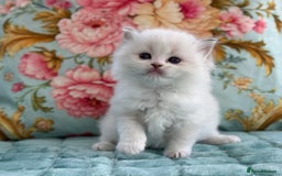 Ragdoll cats for sale: 1 boy 3 girls  - Image 17