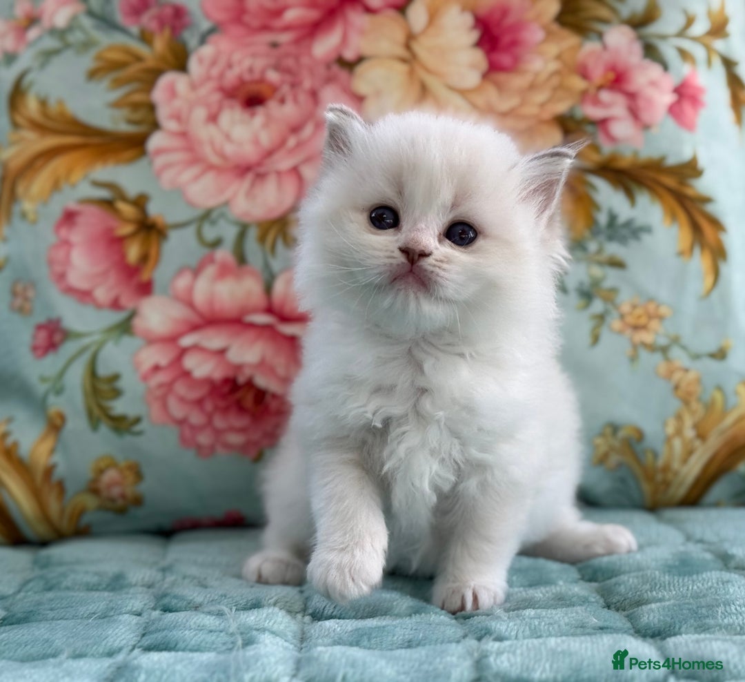 Ragdoll cats for sale: 1 boy 3 girls  - Image 17