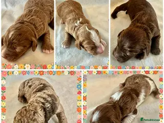 Cockapoo dogs DNA Clear, Adorable Cockapoos Ready 5th july - Advert 3