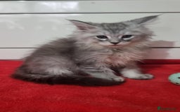 Maine Coon cats for sale: Beautiful Maine Coon Kittens - Advert 4