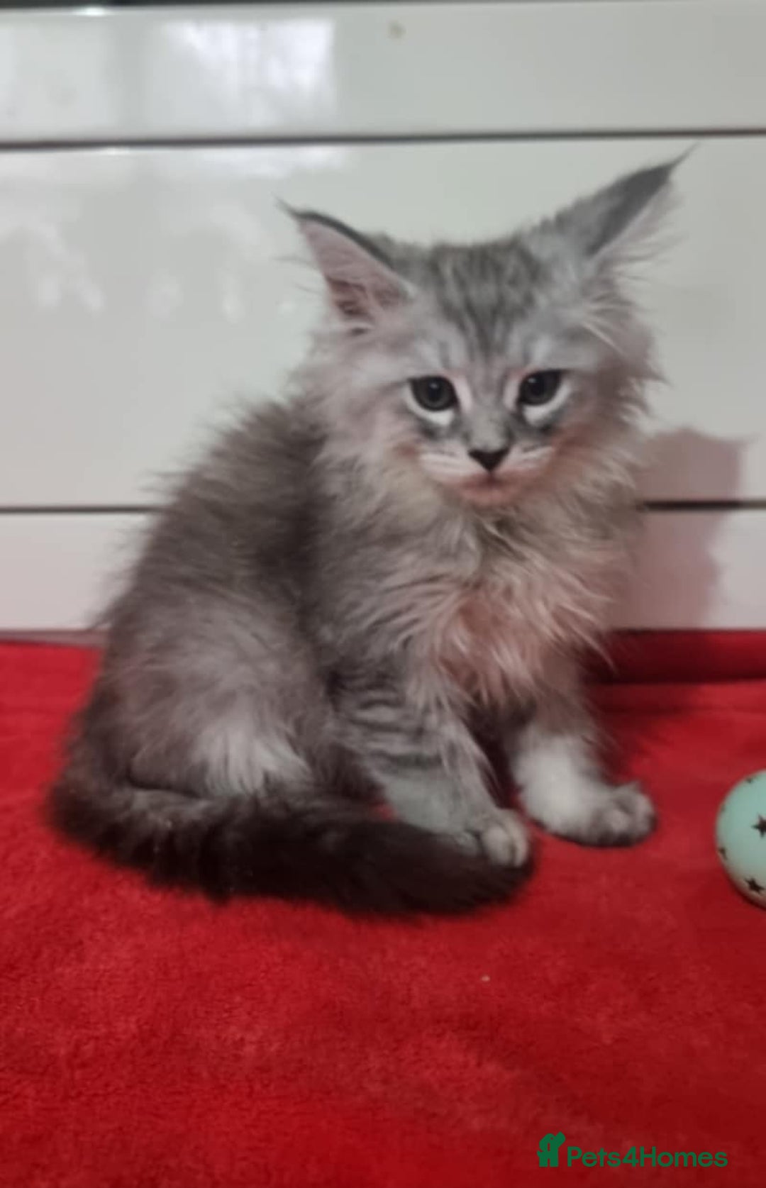 Maine Coon cats for sale: Beautiful Maine Coon Kittens - Advert 4