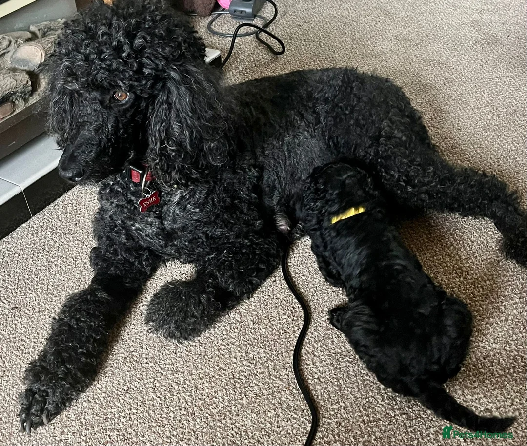 Standard Poodle dogs for sale: Last in the litter to go - Advert 2