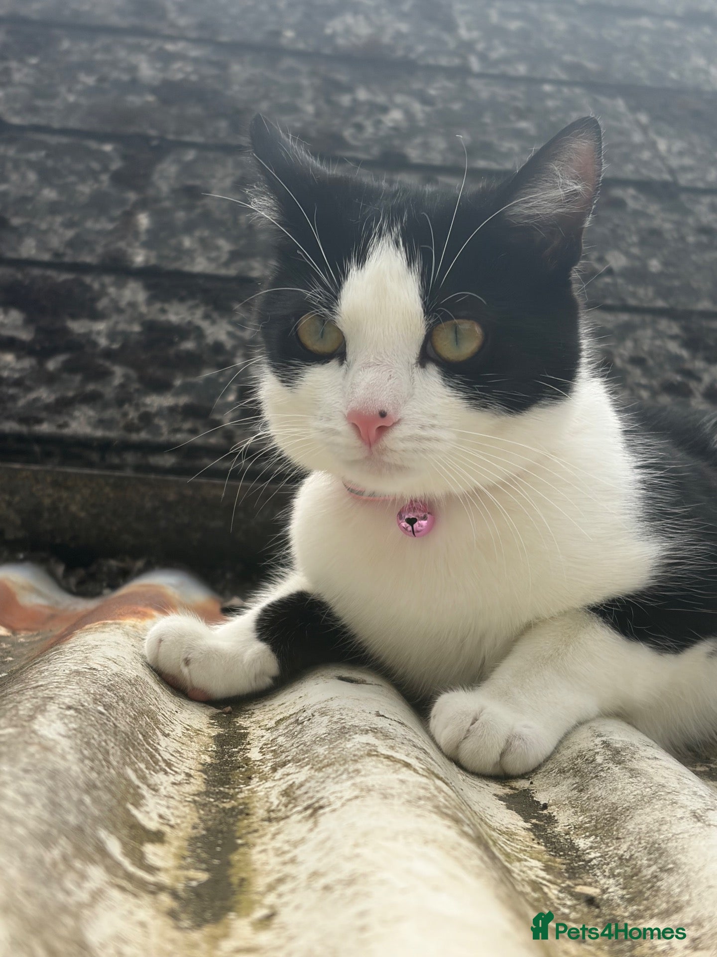 Mixed Breed cats 5 female kittens ready now  - Advert 6