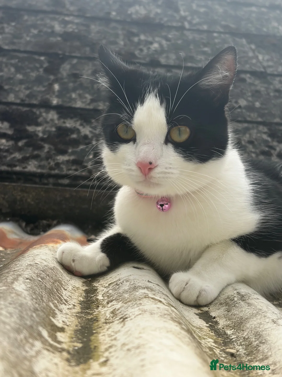 Mixed Breed cats for sale: 5 female kittens ready now  in Cardigan - Advert 1