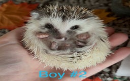 Pygmy Hedgehog rodents for sale: Male and female Pygmy hedgehogs ready to reserve - Image 6