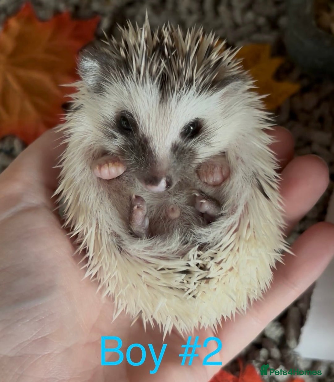 Pygmy Hedgehog rodents for sale: Male and female Pygmy hedgehogs ready to reserve - Image 6