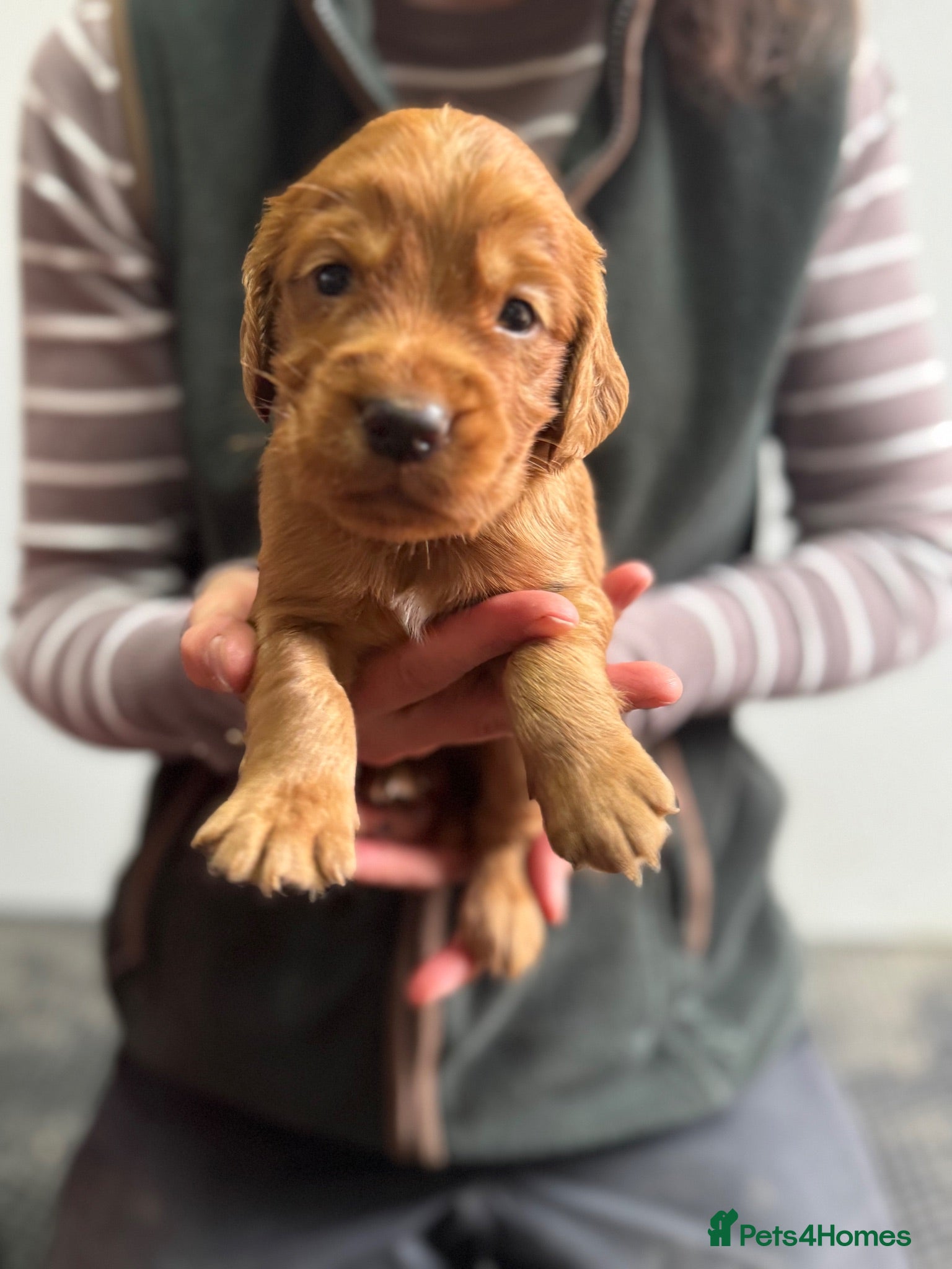 Cocker Spaniel dogs KC Health Tested Working Cocker Spaniel Puppies - Advert 1