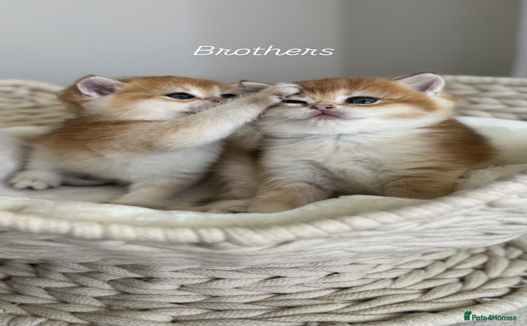 British Shorthair cats Golden British Shorthair kitten  in Maidstone - Advert 4