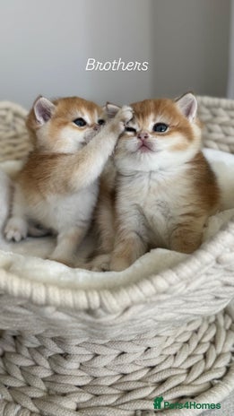 British Shorthair cats Golden British Shorthair kitten in Maidstone - Advert 4