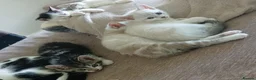 Mixed Breed cats for sale: 5 kittens- 2 boys and 3 girls - Advert 2
