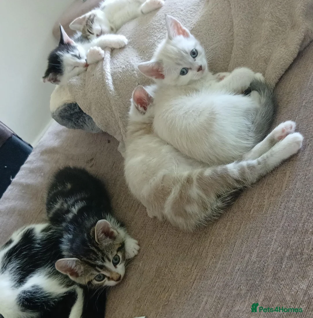 Mixed Breed cats for sale: 5 kittens- 2 boys and 3 girls - Advert 2