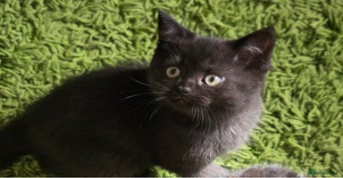 Scottish Fold cats - Advert 11