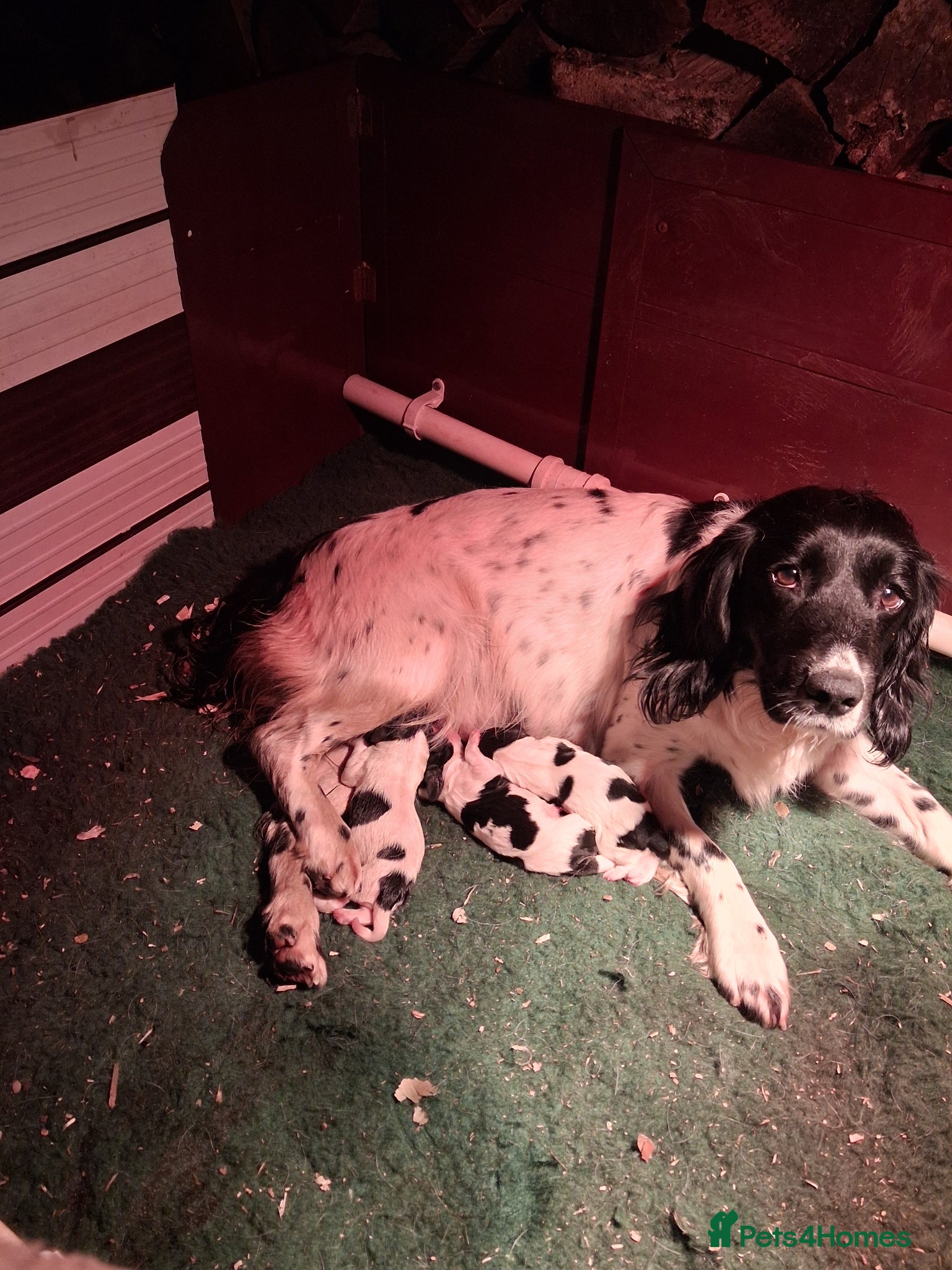English Springer Spaniel dogs Working Springer Spaniel Puppies  - Advert 1