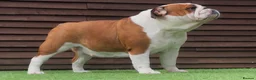 English Bulldog dogs for sale: MULTI CH sired english bulldog puppies in Watford - Advert 11