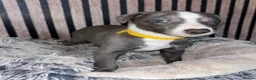 Whippet dogs for sale: Whippet pups for sale x5 boys x1 Girl - Advert 12