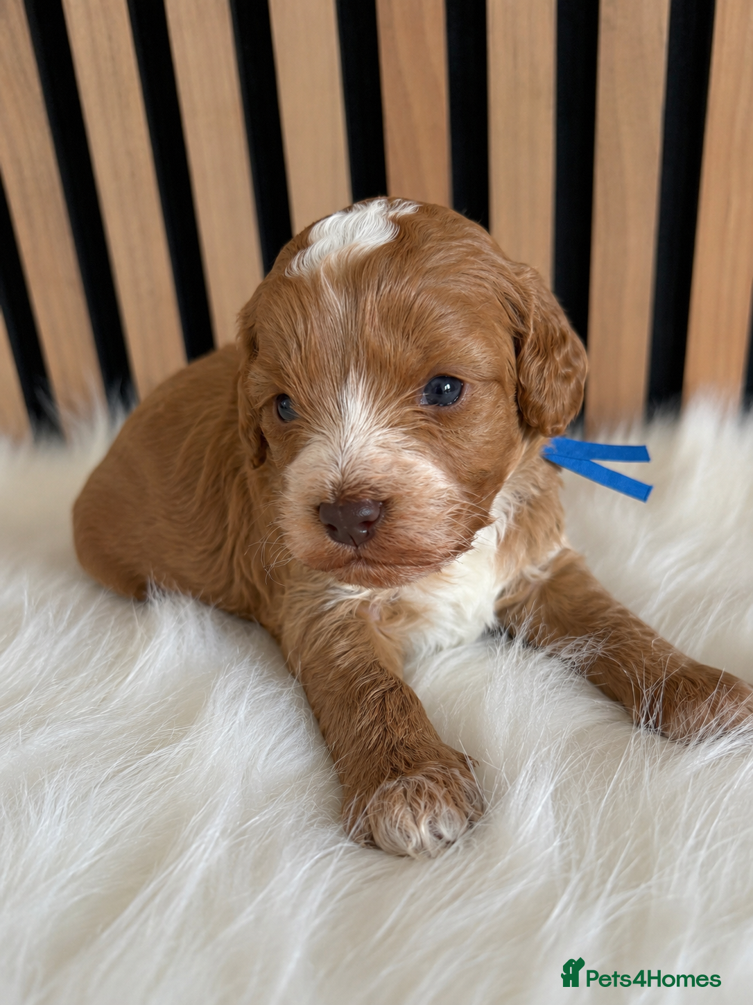 Cockapoo dogs ♦️🐾 F1 Cockapoo Puppies •  Pedigree •DNA Tested✅  - Advert 1
