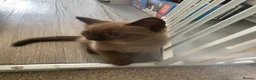 Mixed Breed cats for sale: Mixed Breed Beautiful Kittens - Advert 7