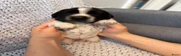 Cocker Spaniel dogs for sale: Outstanding Quality Puppies- Cocker Spaniel  in Slough - Advert 11