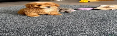 Maltipoo 2