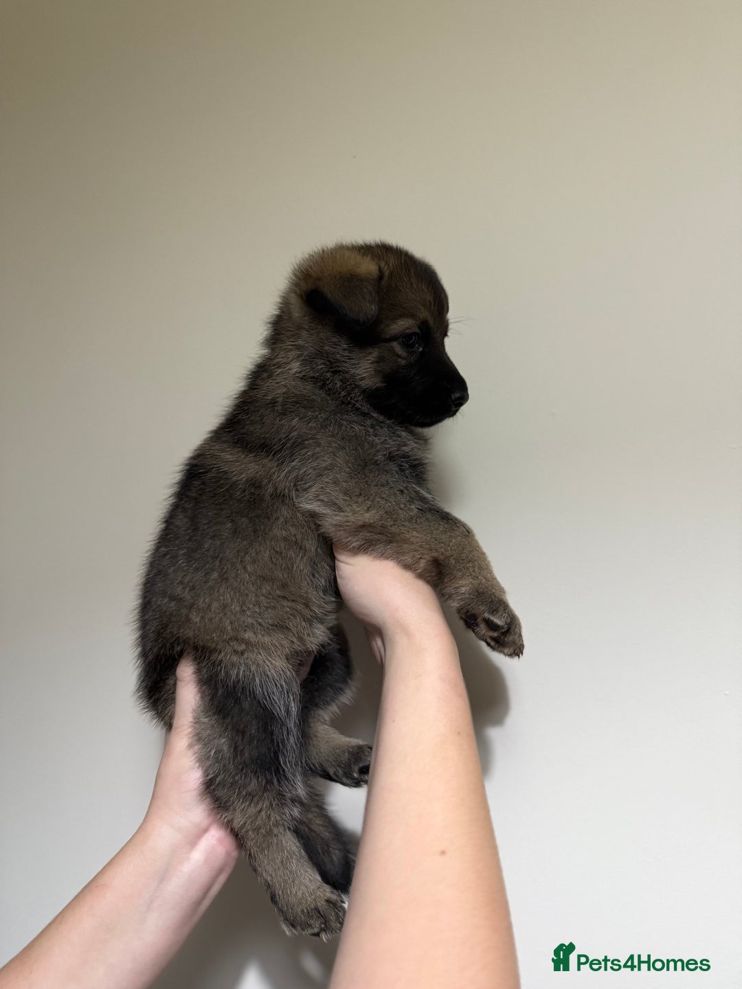 German Shepherd dogs for sale: Beautiful KC German Shepherd Puppies  - Advert 17