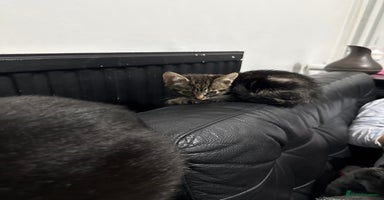 Mixed Breed cats - Advert 3
