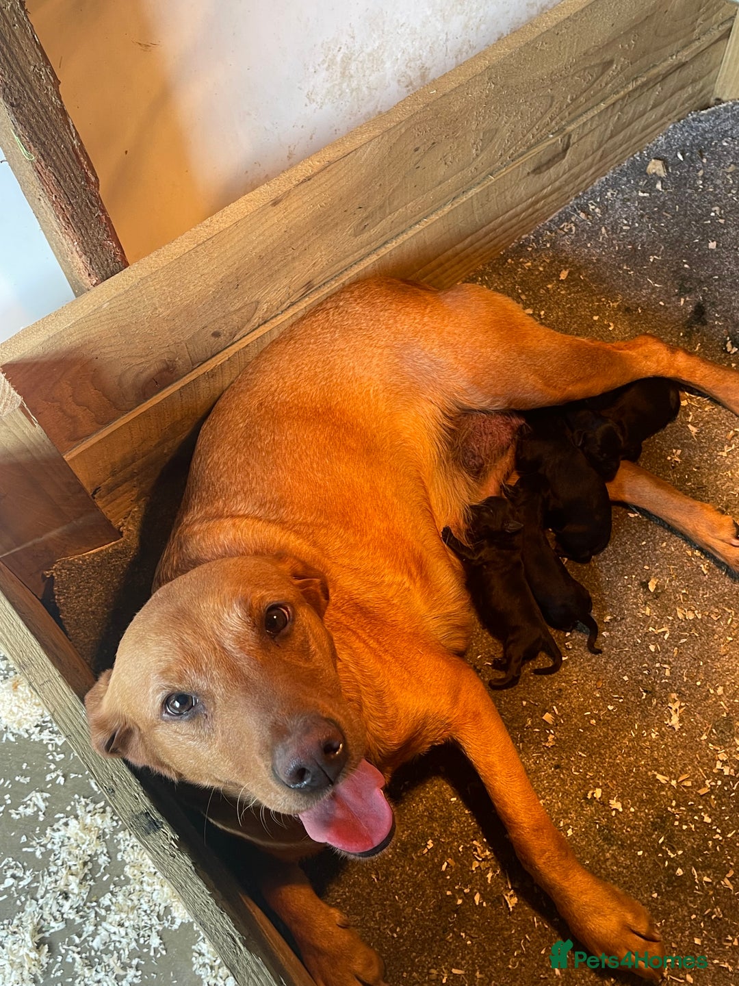 Labrador Retriever dogs for sale: Two Beautiful KC RegisteredLabrador Boys for Sale  - Image 7
