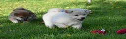 Japanese Shiba Inu dogs for sale: Exceptional Japanese Shiba Inu Puppies - Advert 39