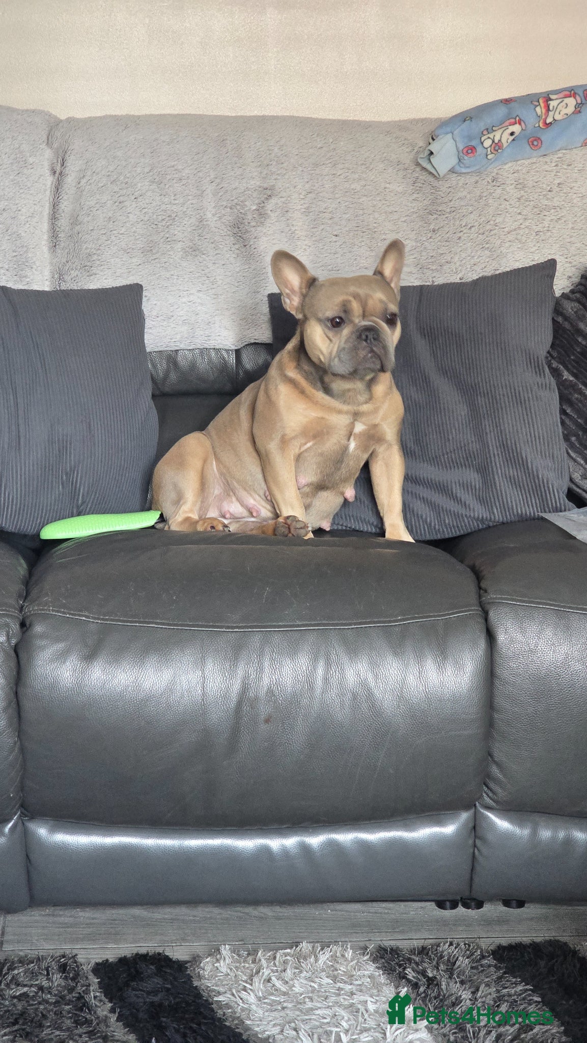 French Bulldog dogs for sale: 7 month old french bulldog girls 🩷 - Advert 2