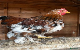 Chickens poultry for sale: Hybrid pekin bantams hatched from June 2025  - Image 12