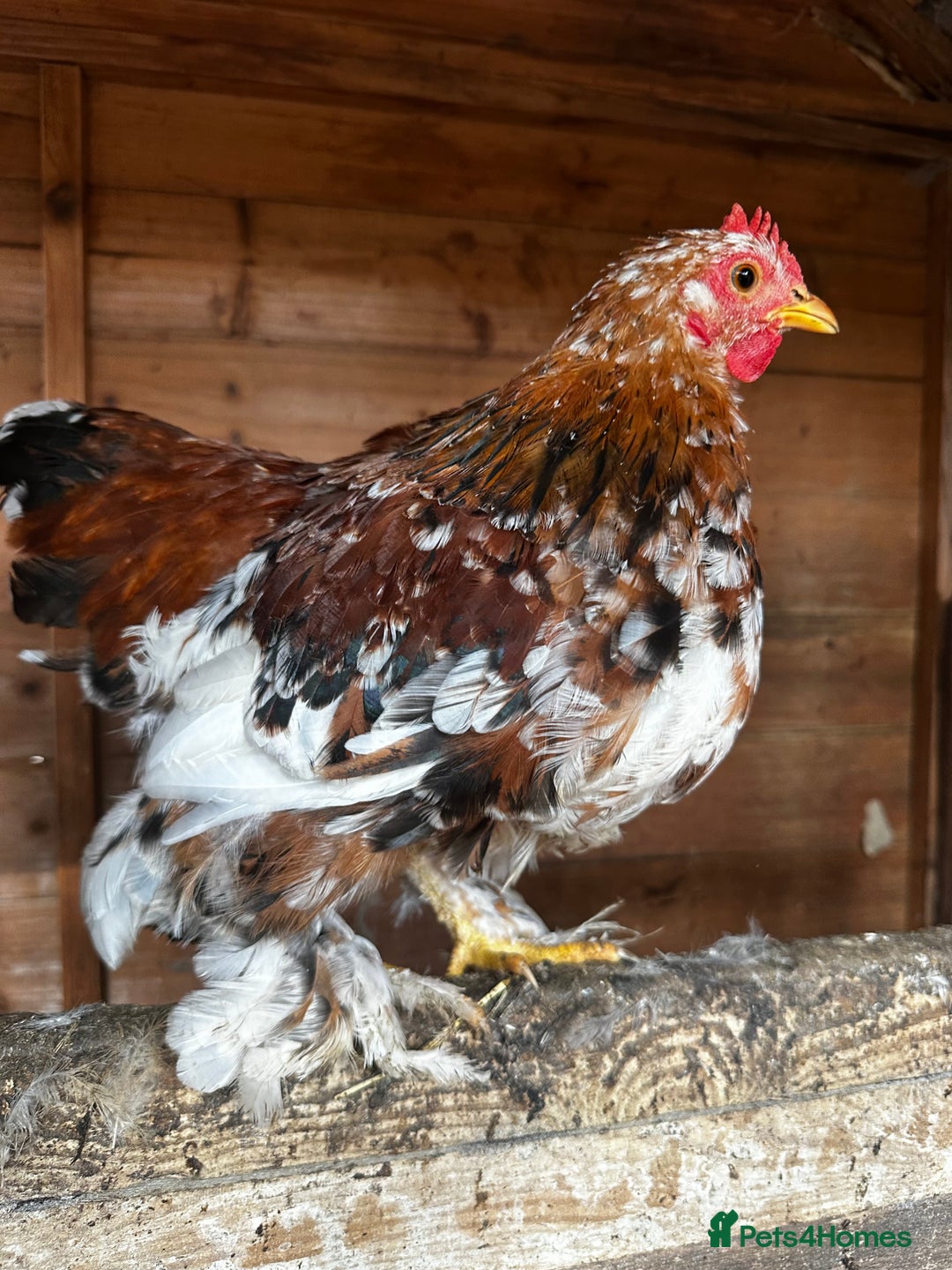 Chickens poultry for sale: Hybrid pekin bantams hatched from June 2025  - Image 12