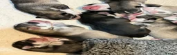 Siberian Husky dogs for sale: Stunning husky pups  in Bolton - Advert 8