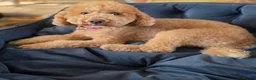 Miniature Poodle dogs for sale: 💛❤️ Miniature Poodle Puppies Due Mid October 💛❤️ - Advert 4