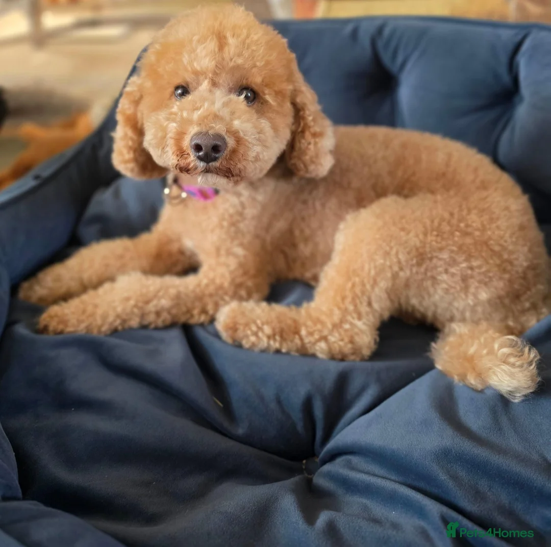 Miniature Poodle dogs for sale: 💛❤️ Miniature Poodle Puppies Due Mid October 💛❤️ - Advert 4