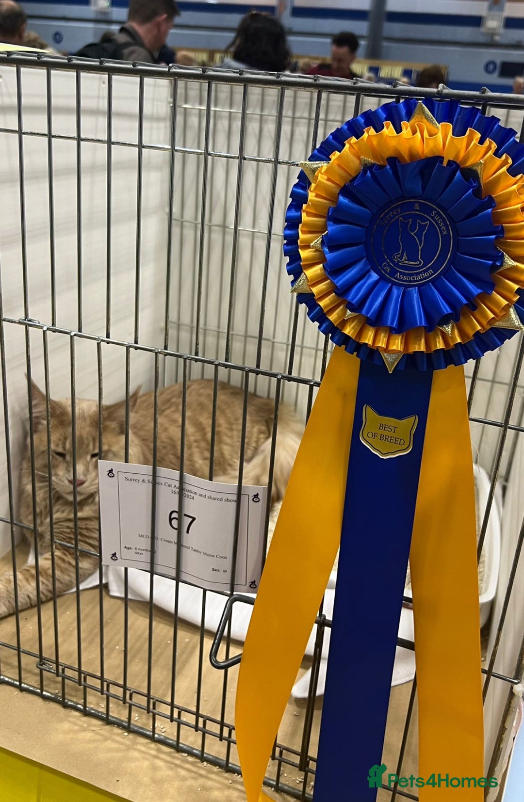 Maine Coon cats for sale: Beautiful GCCF registered main coon Kittens  - Image 10