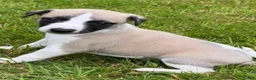 Whippet dogs for stud: KC Reg Heart Tested Gorgeous Fawn Whippet at Stud  - Advert 12
